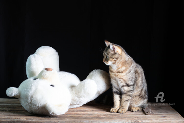 摄影 标题为“Chat et nounours” 由Bruno Bisanti, 原创艺术品, 数码摄影 安装在铝上