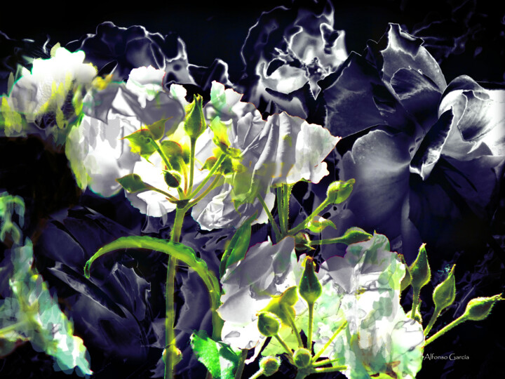 Naturaleza de Cerca 摄影