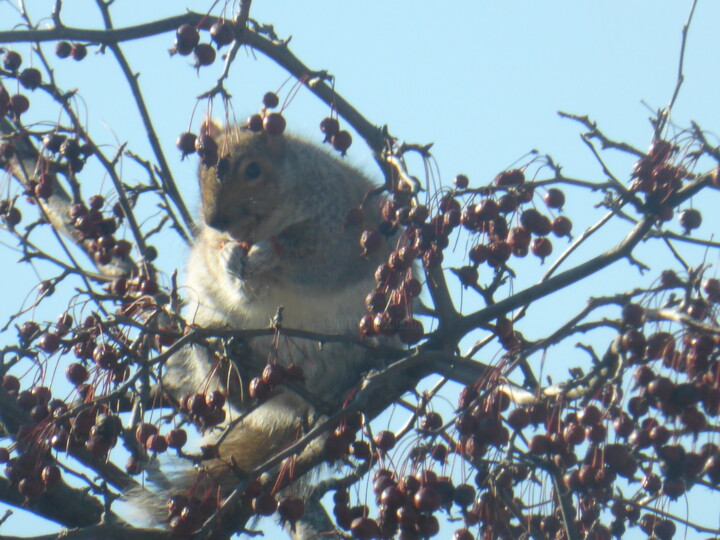 Écureils dans leur garde manger Squirrels in their pantr 摄影