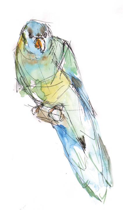 Perruche de Barnard Drawing, 11.7x8.3 in