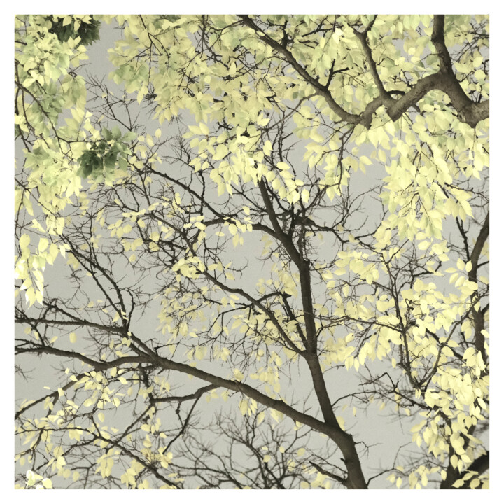 Greenish Grey 摄影