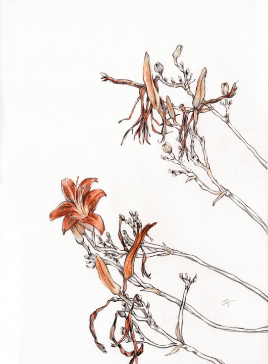 Outgoing Lilies of the Season Disegno, 15,8x11,6 in
