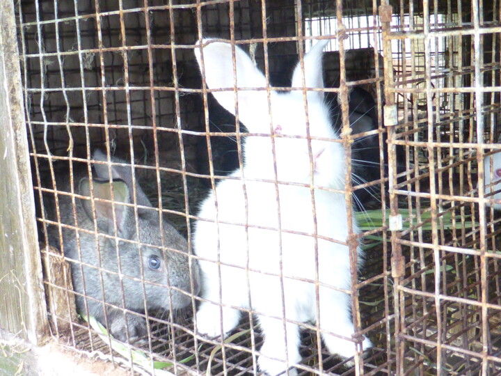 Joli lapin blanc 摄影