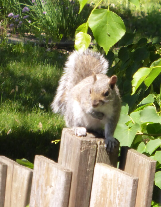 L'écureuil sauteur The jumping squirrel 摄影