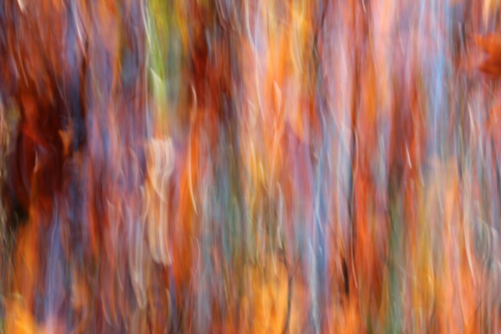 Fotografía titulada "Flamboyance" por François Tondeur, Obra de arte original, Fotografía no manipulada