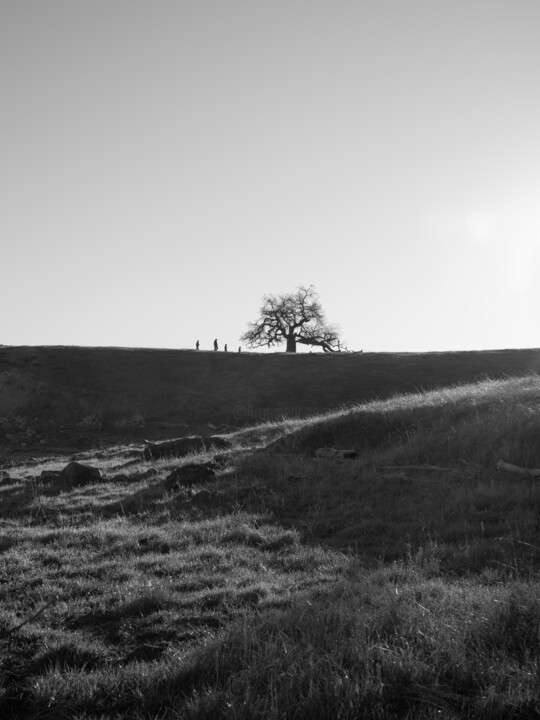 Photographie intitulée "Majesty in Monochro…" par Quinn Farley, Œuvre d'art originale, Photographie numérique