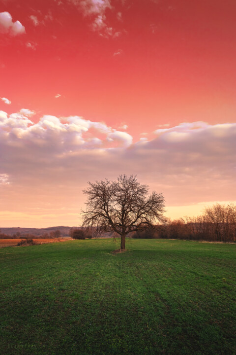 Photography titled "Bare tree in the fi…" by Dejan Travica, Original Artwork, Digital Photography