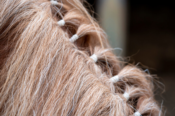 Horse Portrait 4 摄影