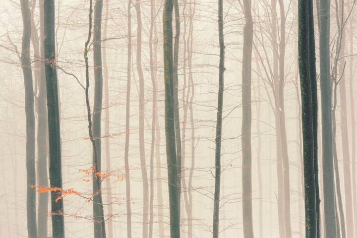Dreamy Winter Forest Photography 摄影