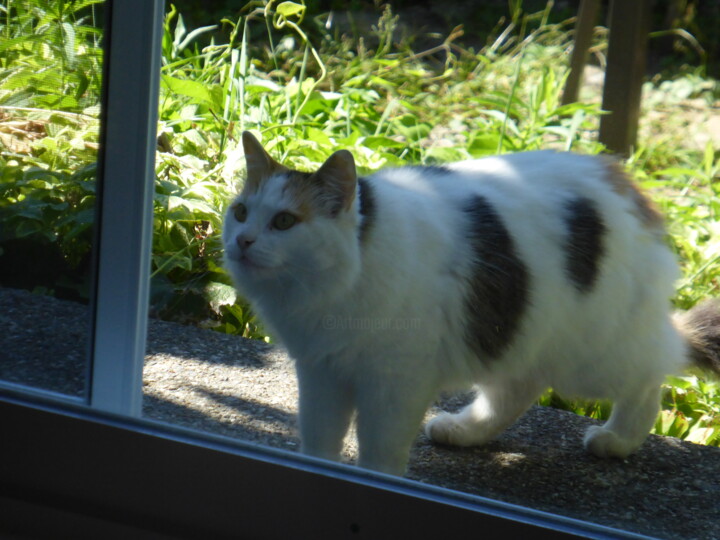 Un nouveau chat ici 摄影