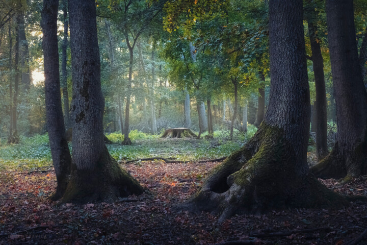 Entrance to the mystic forest between the big oak trees Fotoğraf