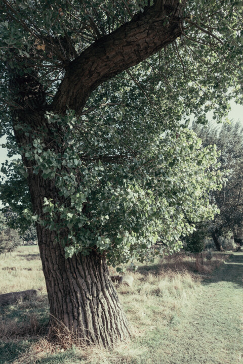 Fotografie getiteld "TREE IN HACKNEY DOW…" door Juliana Vasquez, Origineel Kunstwerk, Digitale fotografie