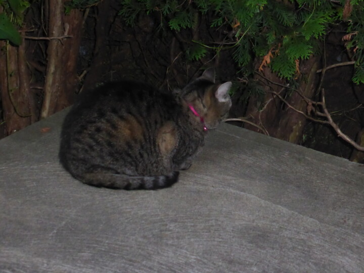 Le beau minou surveille la marmotte dans son tunnel 数字艺术