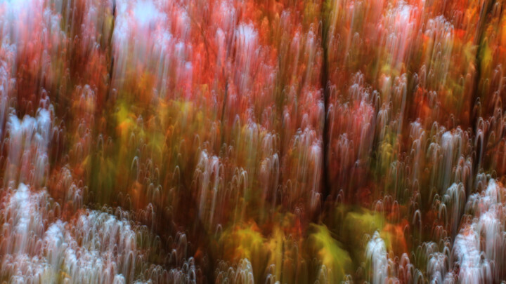 Fotografía titulada "Nature vibrante" por François Tondeur, Obra de arte original, Fotografía no manipulada