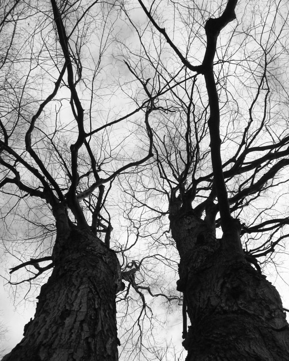 摄影 标题为“Two Trees” 由Doug R. W. Dunigan, 原创艺术品, 数码摄影