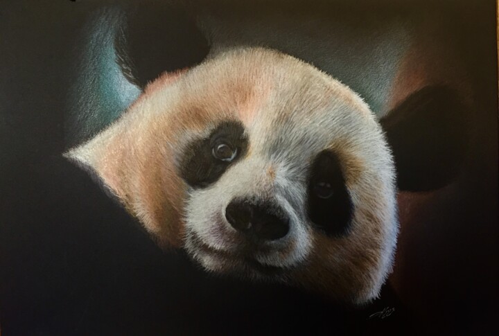 Panda 图画, 13.8x19.7 in