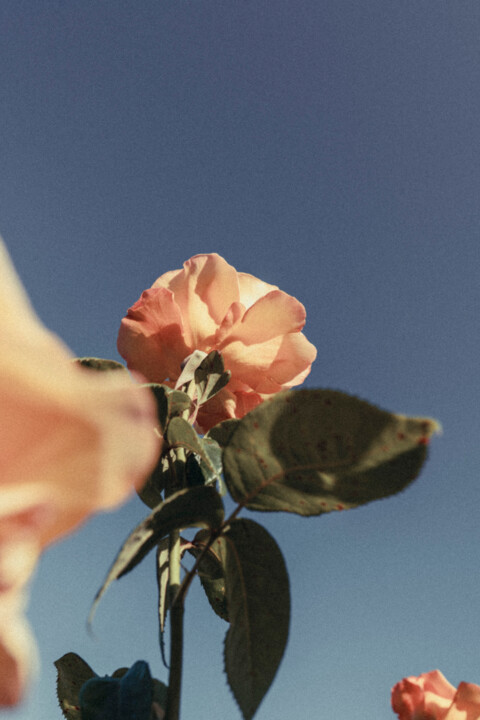Fotografie getiteld "Regents Park garden…" door Juliana Vasquez, Origineel Kunstwerk, Digitale fotografie