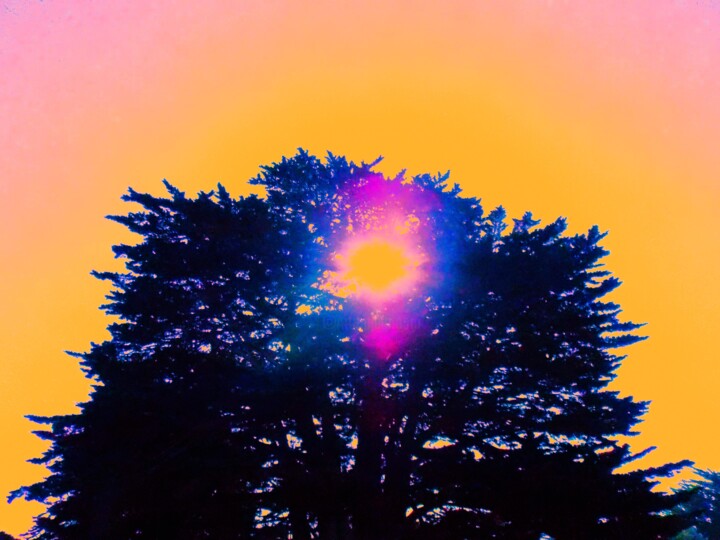 Cypress Sunburst Silhouette 数字艺术