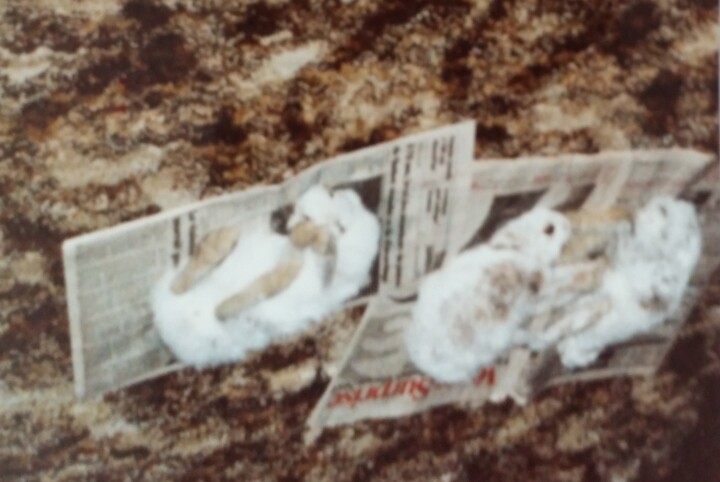 Le trappage était de mise au lac Chazy 摄影