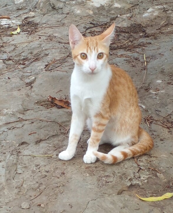 Leon - cat 摄影
