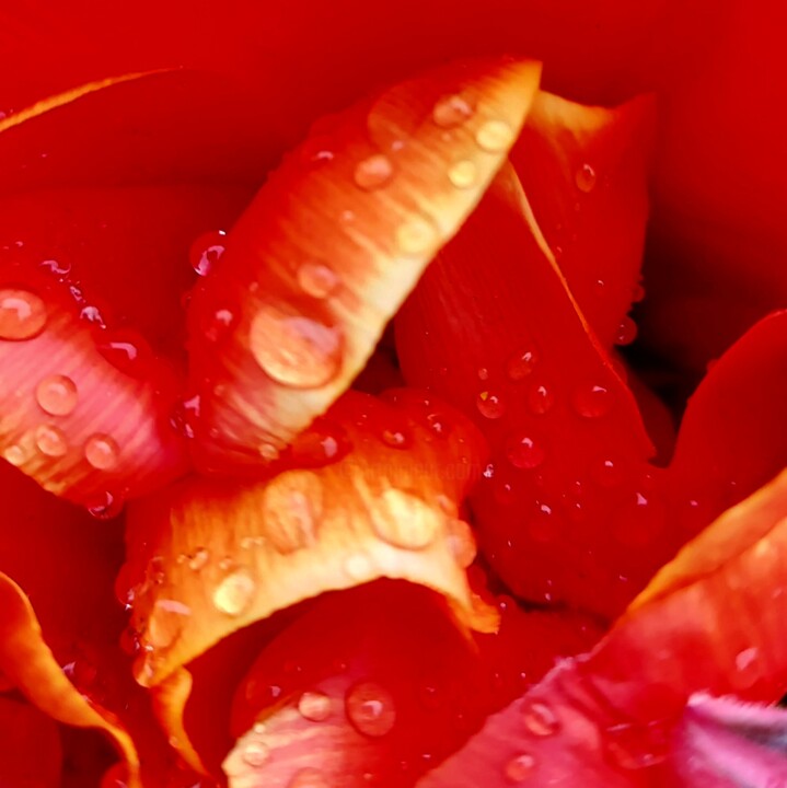 Fotografie getiteld "Red passion 2" door Alla Guzhva, Origineel Kunstwerk, Digitale fotografie