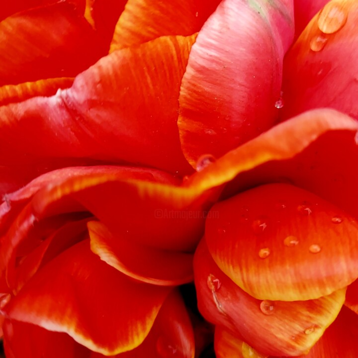 Fotografie getiteld "Red passion 4" door Alla Guzhva, Origineel Kunstwerk, Digitale fotografie