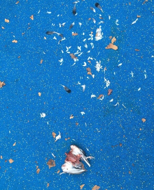 Photography titled "Pigeon" by Marcelle Delacité, Original Artwork, Digital Photography