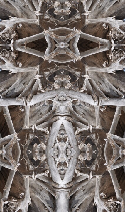La mante religieuse 摄影, 26x18 in