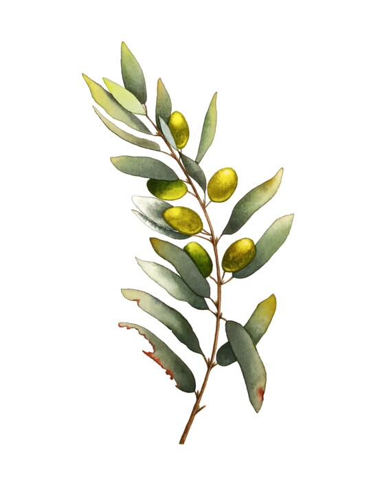 Painting titled "Olive II" by Natalia Buhaienko, Original Artwork, Watercolor