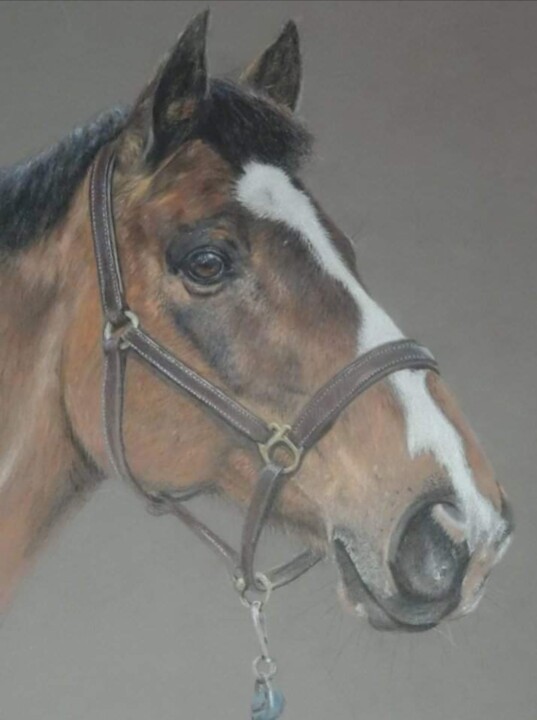 Roo Disegno