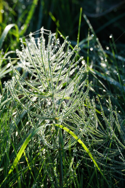 Photography titled "La rosée du matin" by A.T Photographie, Original Artwork, Digital Photography