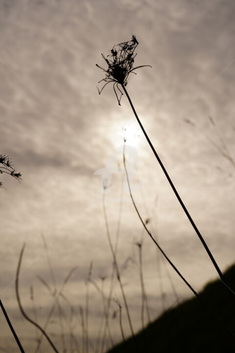 Photography titled "Fleurs et contre jo…" by A.T Photographie, Original Artwork, Digital Photography