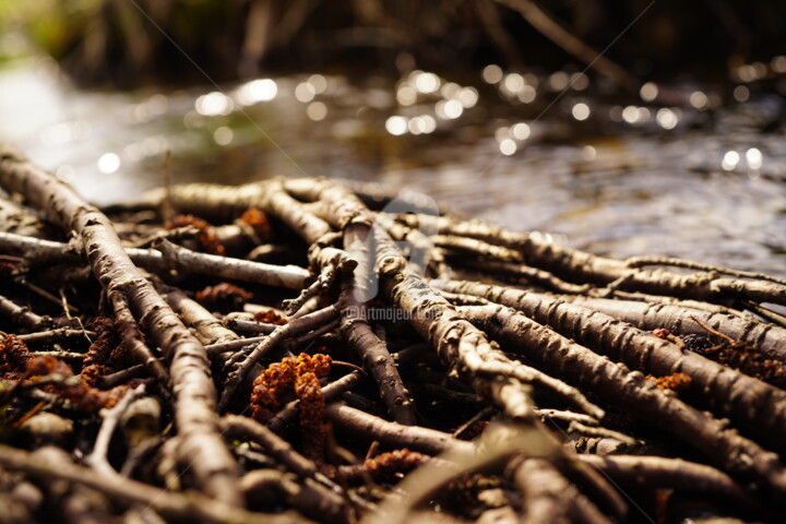 Photography titled "la nature" by A.T Photographie, Original Artwork, Digital Photography