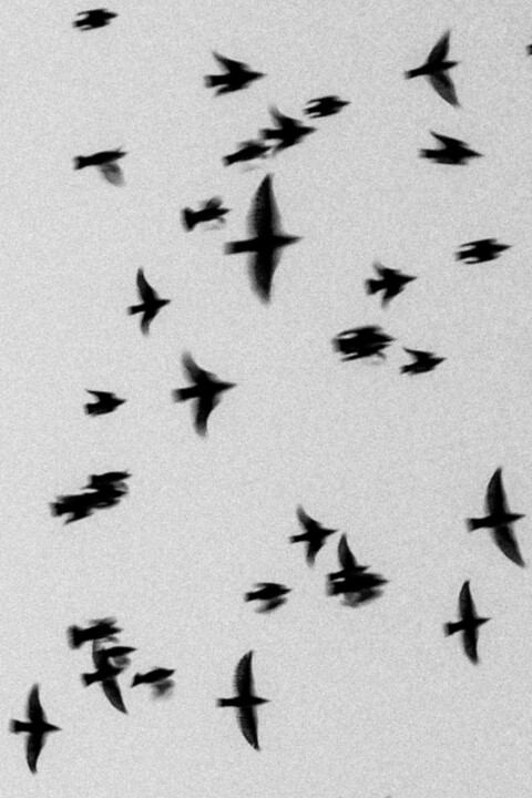 swallows 摄影