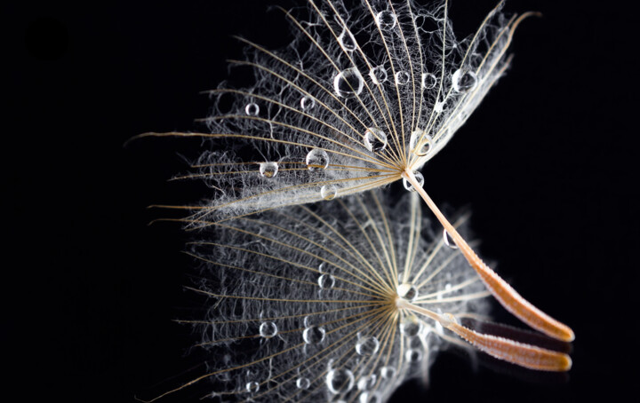 Photographie intitulée "macro dandelion wit…" par Viktoriia Krulko, Œuvre d'art originale, Photographie numérique