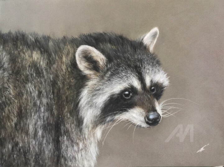 Raton laveur 图画, 8.7x11.8 in