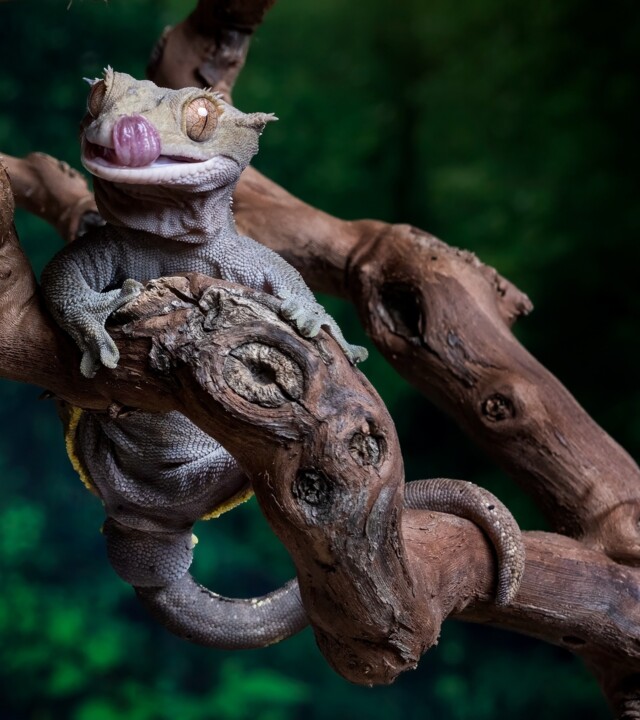 Photography titled "Crested Gecko on Br…" by Richard Adams, Original Artwork, Digital Photography