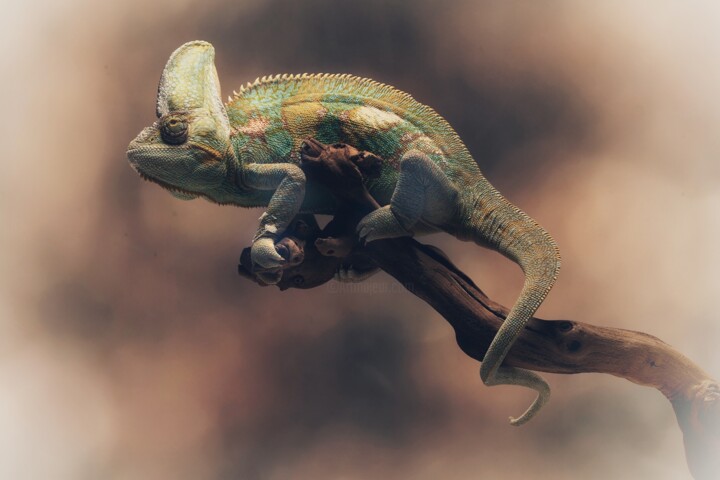 Photography titled "Yemen Chameleon on…" by Richard Adams, Original Artwork, Digital Photography