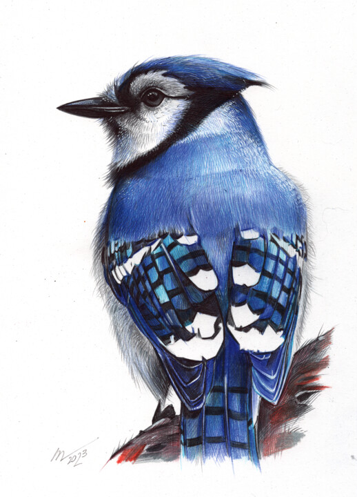 Blue Jay II 图画, 9.1x6.5 in