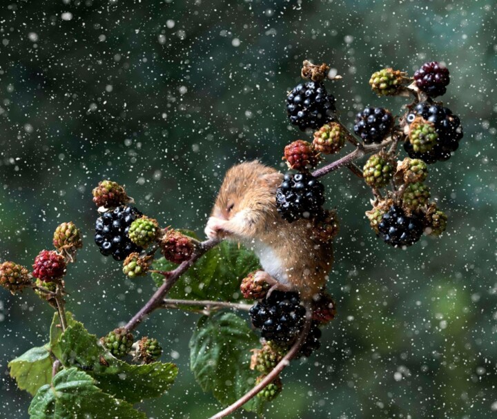 Photography titled "Harvest Mouse sleep…" by Richard Adams, Original Artwork, Digital Photography
