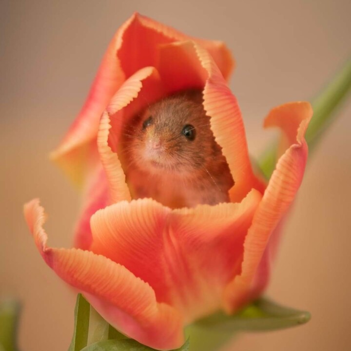 Photography titled "Harvest Mouse in Tu…" by Richard Adams, Original Artwork, Digital Photography