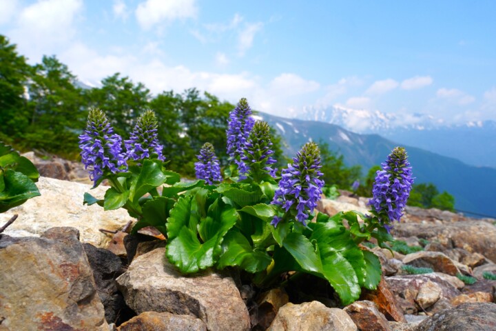 Photographie intitulée "Uruppusou blooms in…" par Svalvald Photo, Œuvre d'art originale, Photographie numérique