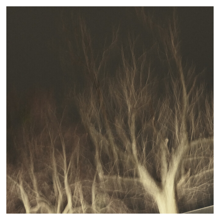 Tree III (Dream of 25.XII.2023) 摄影