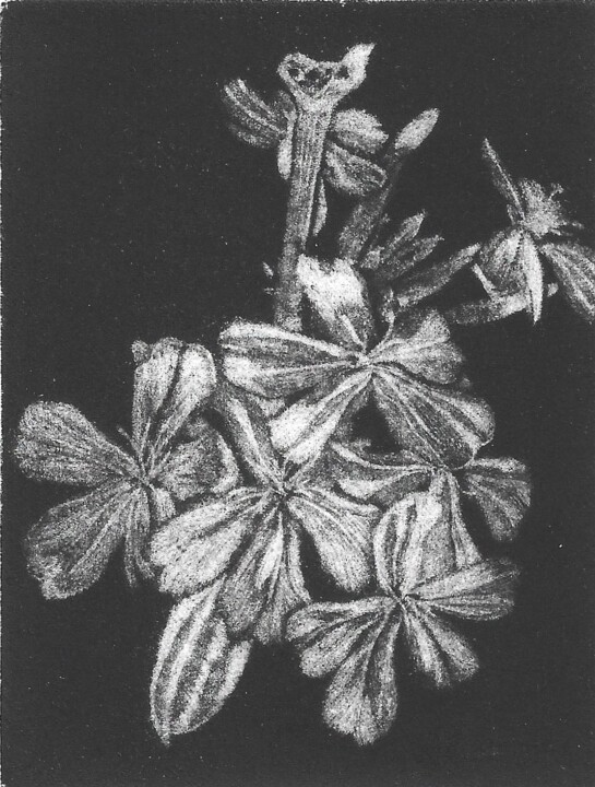 Saponaire officinale 印花与版画, 3.9x3 in