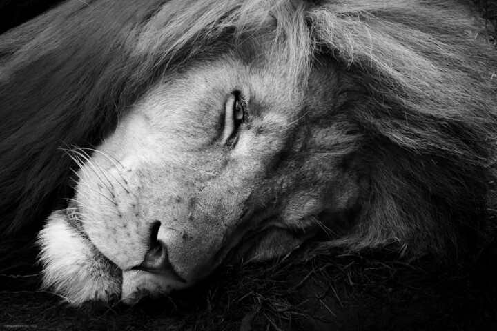 Le repos du roi Fotoğraf