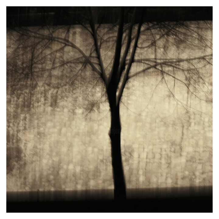 Tree V (Dream of 25.XII.2023) 摄影