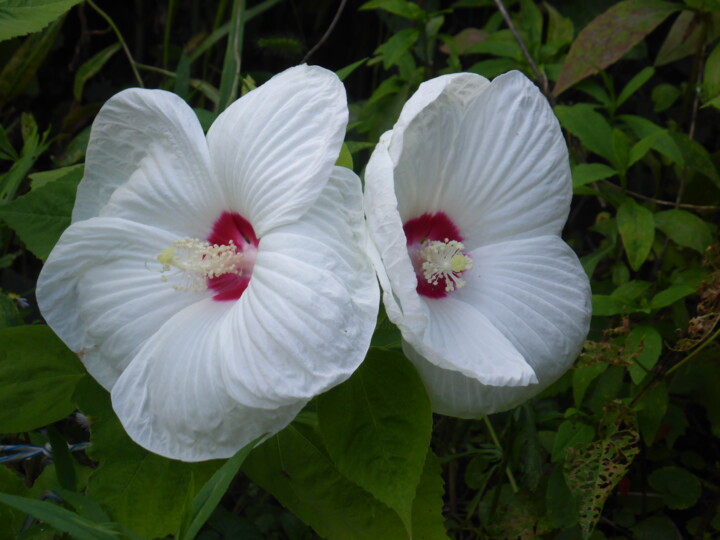 Les deux amis floraux 数字艺术