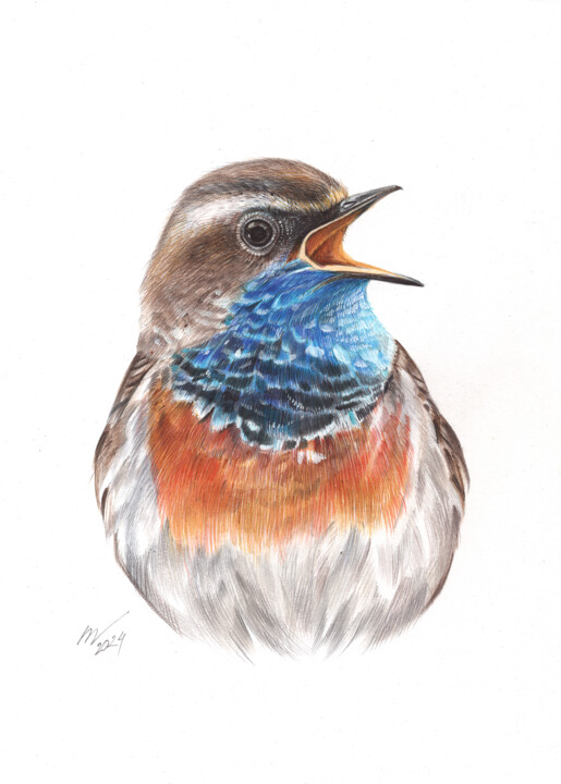 Bluethroat Drawing, 9.1x6.5 in