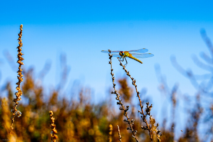 "Algarve 6 : la libe…" başlıklı Fotoğraf Rosalina Vaz tarafından, Orijinal sanat, Dijital Fotoğrafçılık