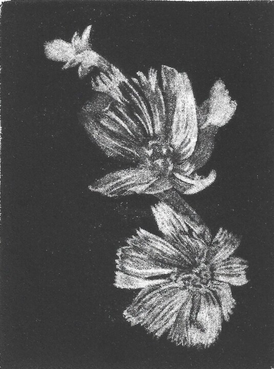 Chicorée sauvage 印花与版画, 3.9x3 in